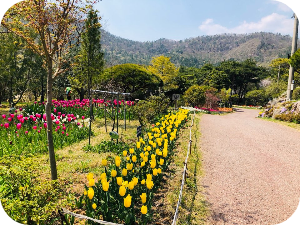 하늘빛수목정원 봄꽃 &amp; 튤립축제 이미지 출처: 하늘빛 수목정원 홈페이지