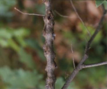 표주박깍지벌레