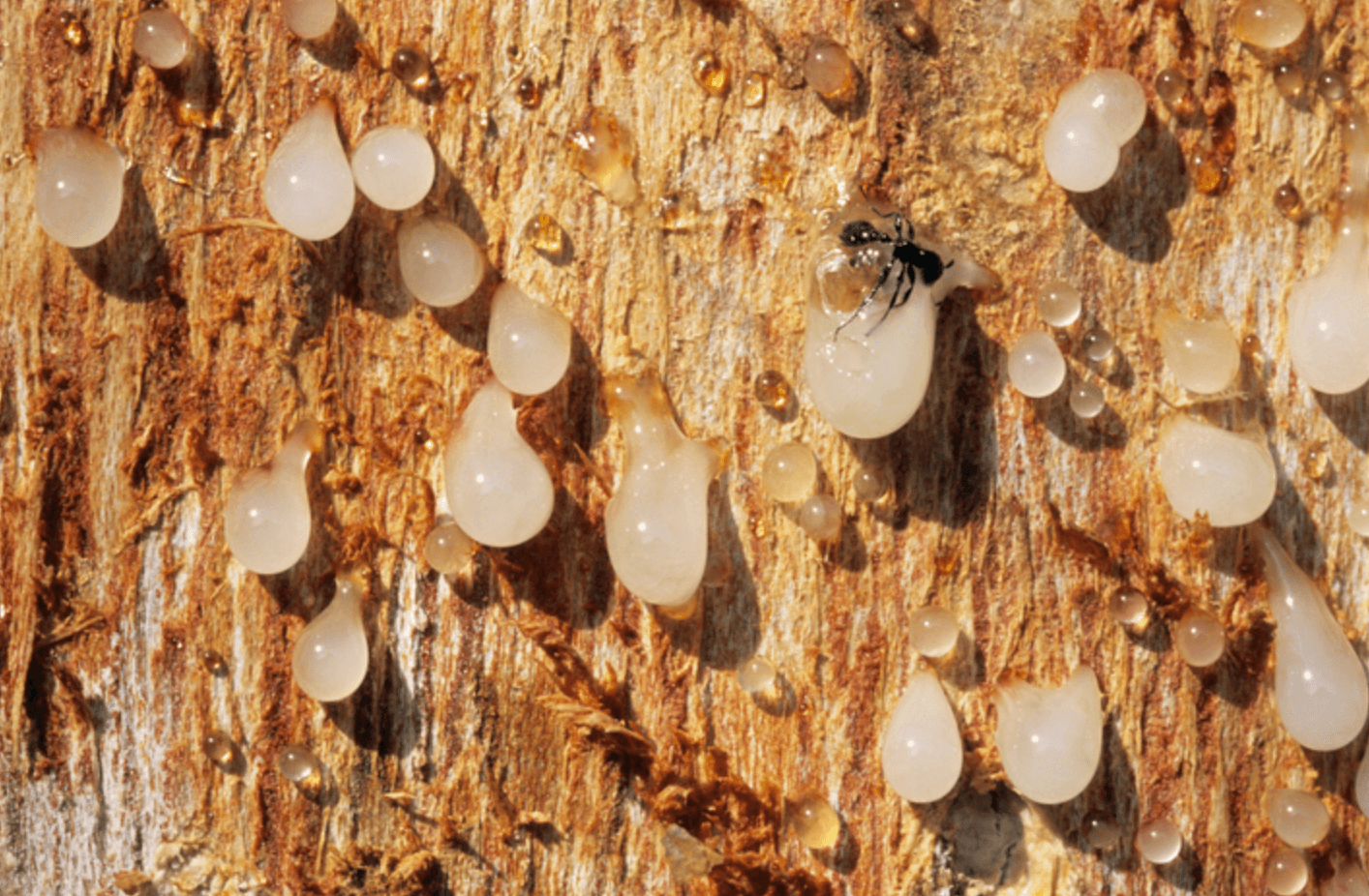 보스웰리아 효능
