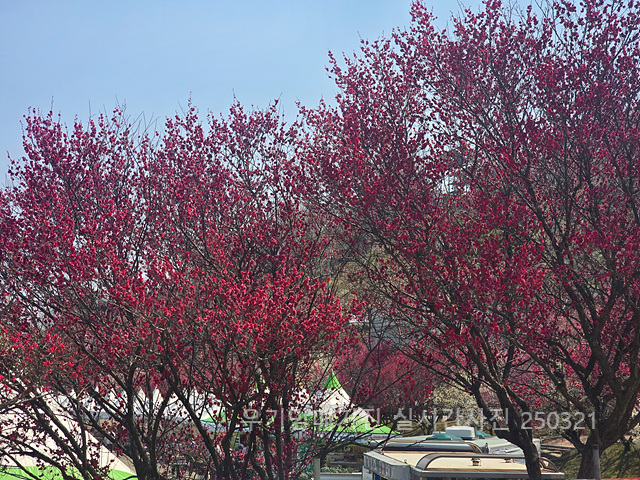 광양매화축제 실시간