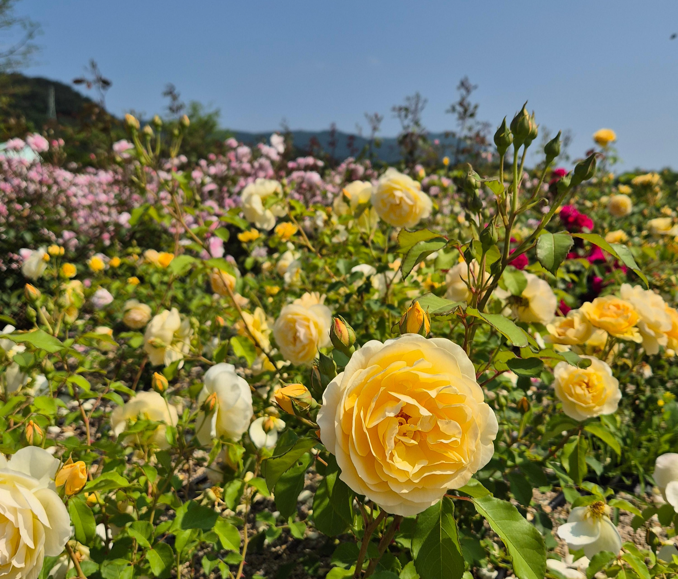 해운대 수목원 장미원, 해운대수목원, 장미명소, 노란장미, 빨간장미, 분홍장미, 장미포토존