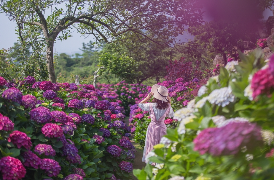 마노르블랑 유럽수국축제