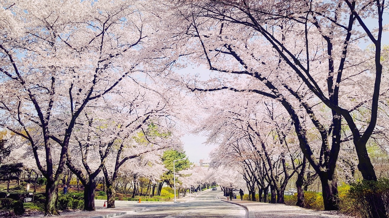 벚꽃 명소 여행 관련사진