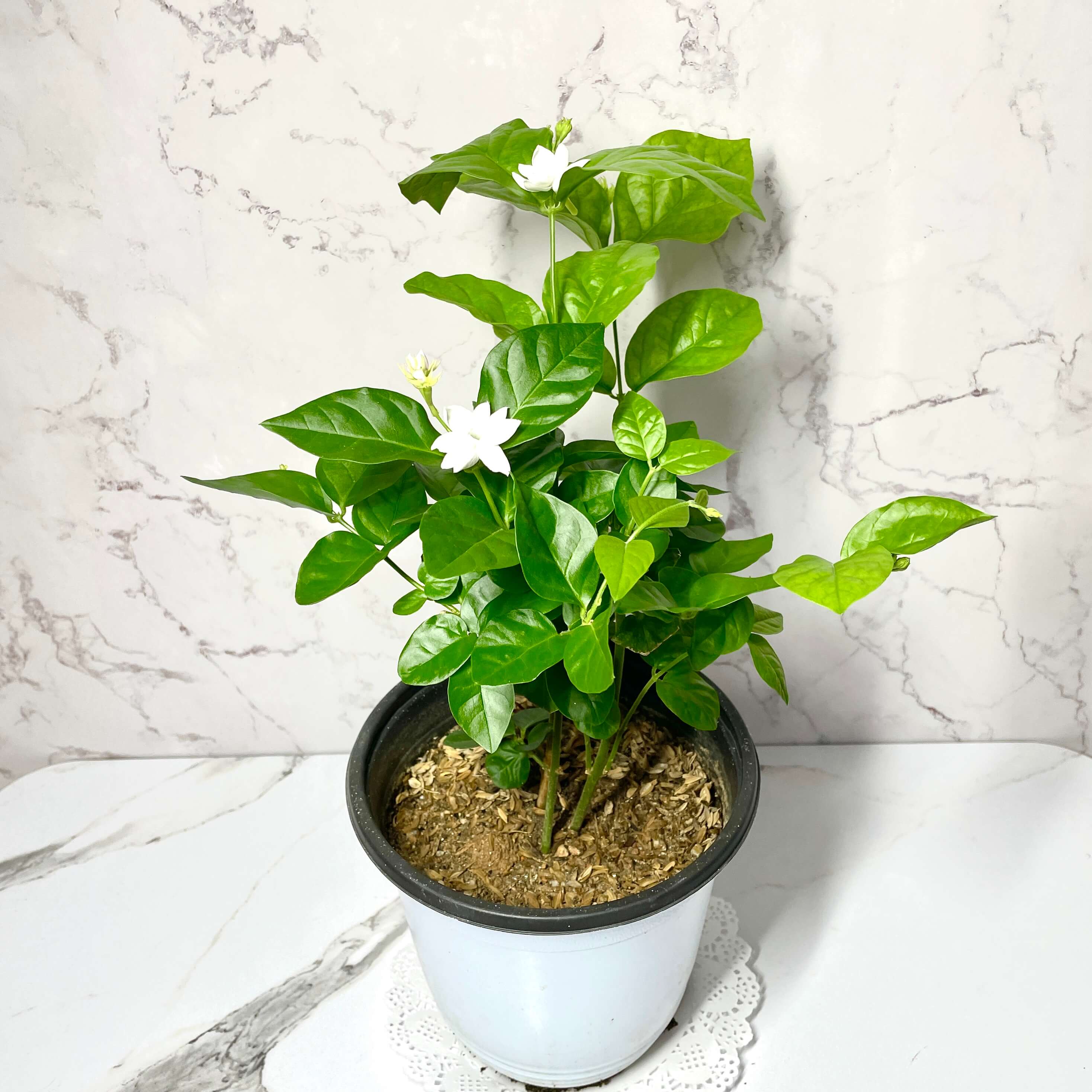 아라비안 자스민 키우기