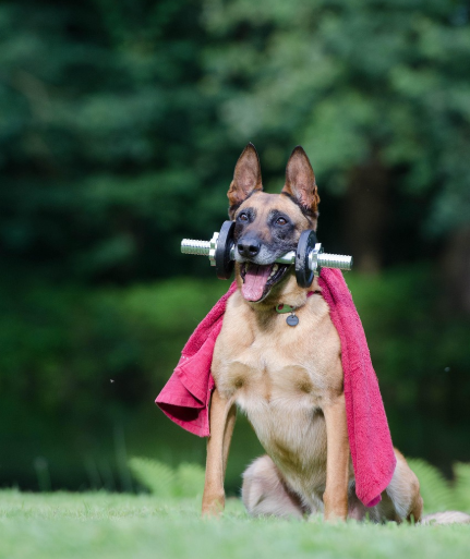 벨지안 마리노이즈 사진