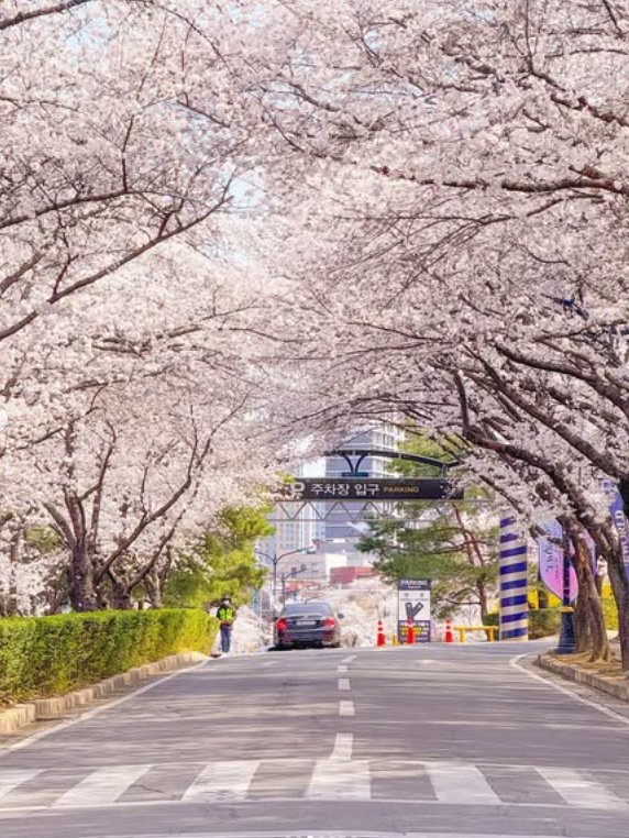 대구 이월드 벚꽃 축제