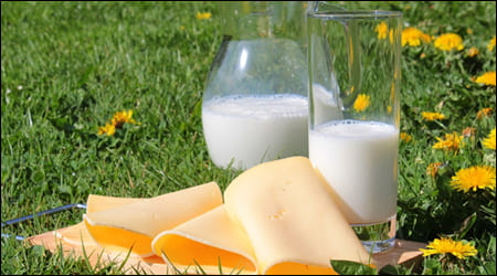 우유와 치즈