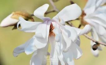 중부지방 들깨 파종시기 및 재배법 농사 팁 정리_27