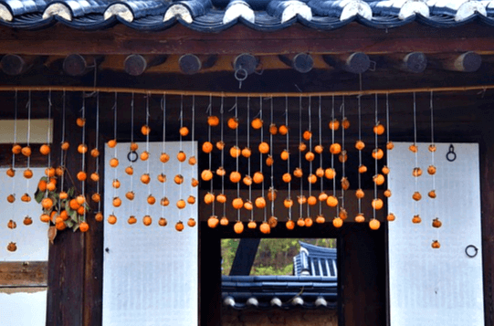 기와집 처마에 줄에 매달린 곶감들이 가득하다. 주황색 단감을 말리고 있다.