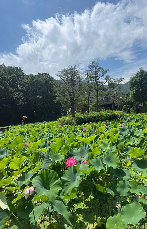속리산연꽃단지