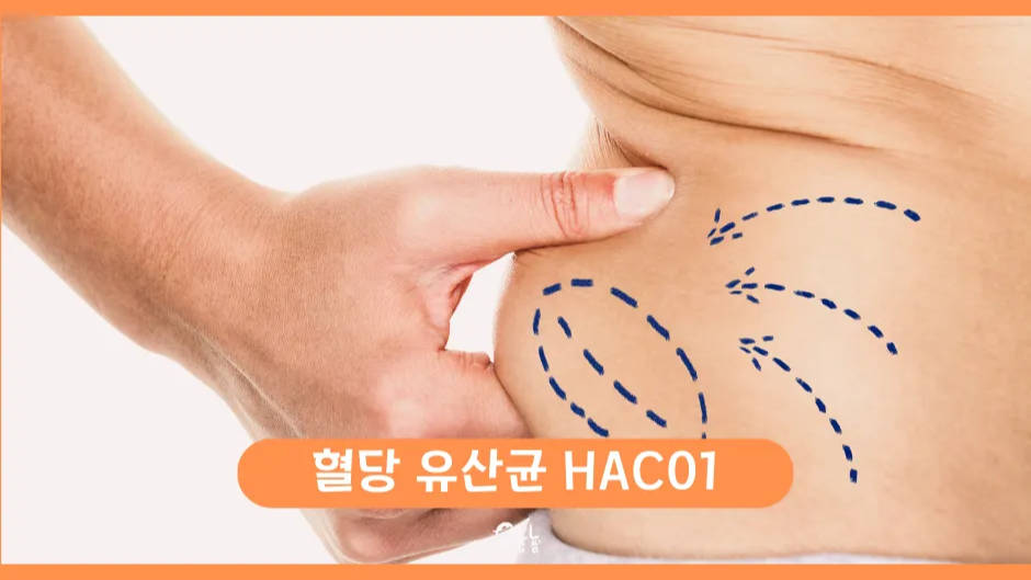 혈당 유산균 HAC01