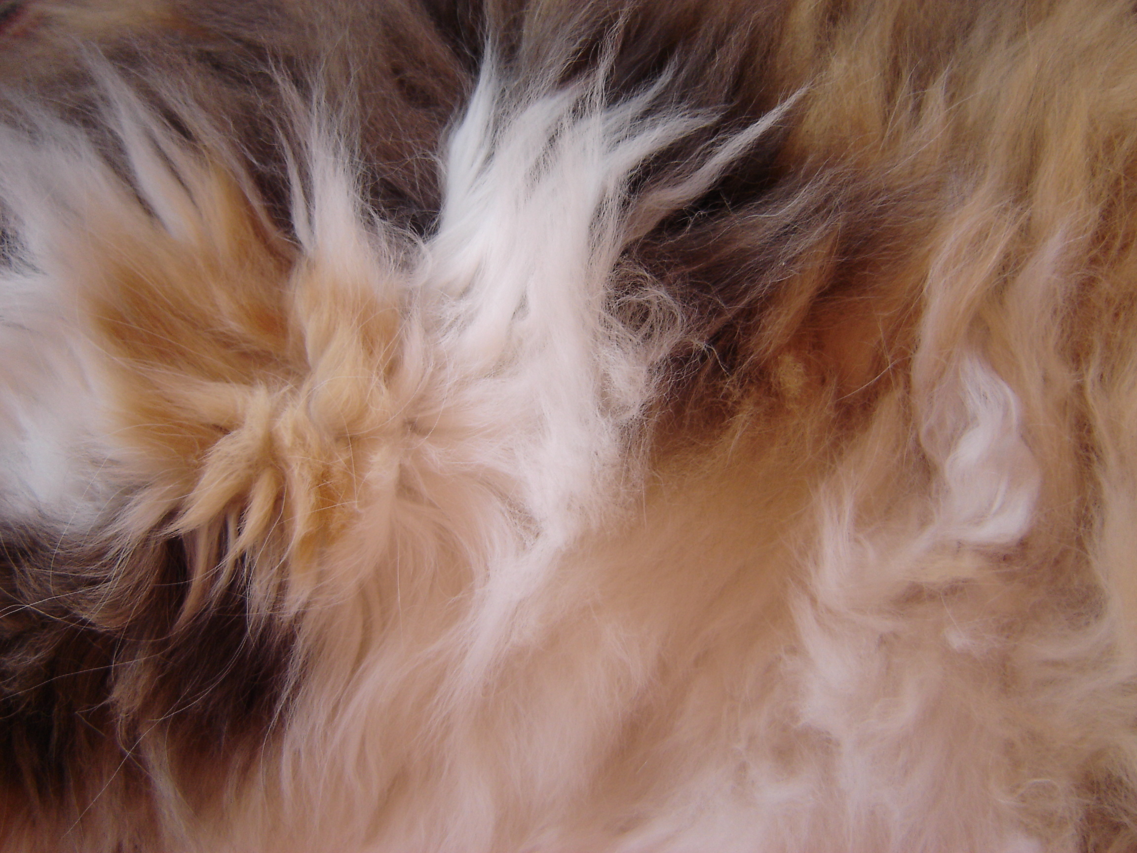 반려동물 털 색 관련 사진