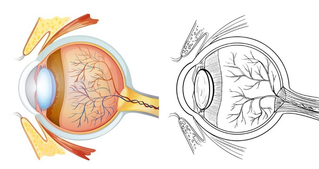 안구의 측면에서 설명하는 모습