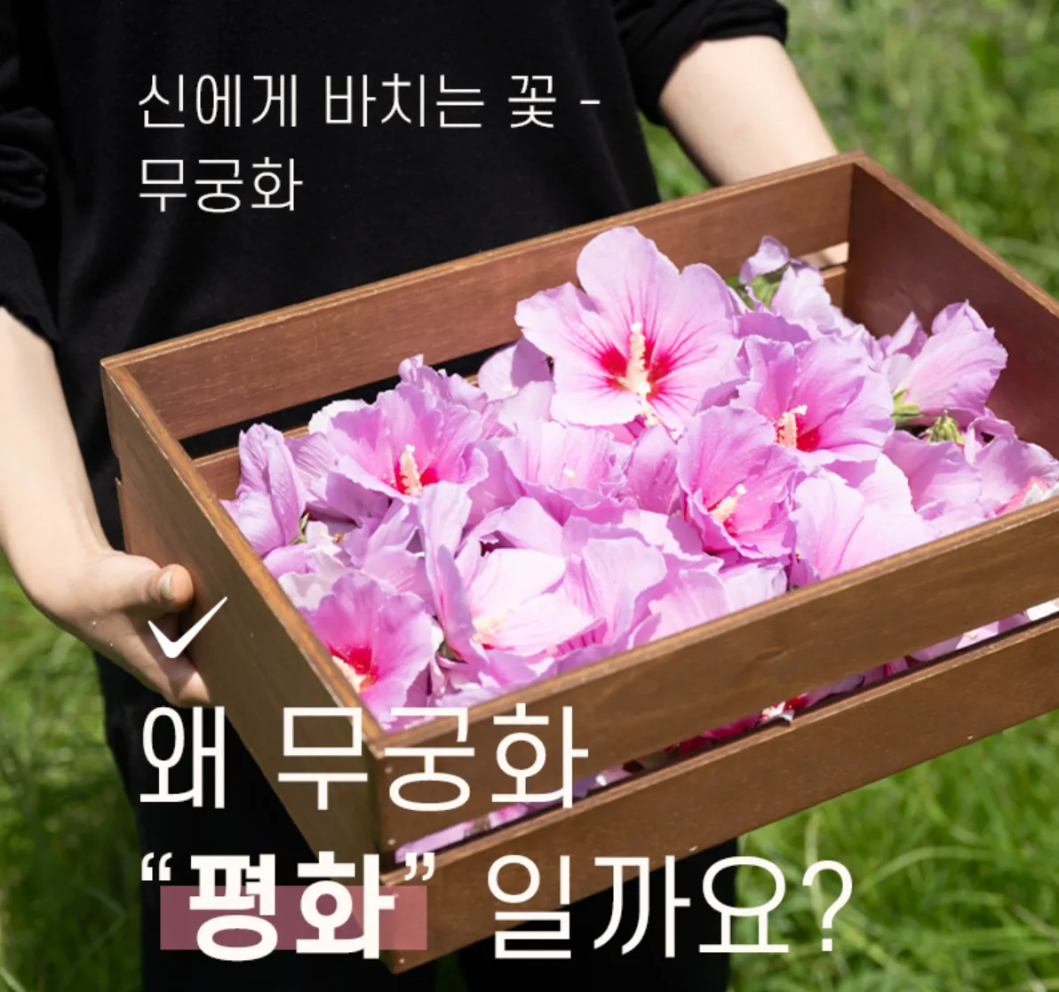 무궁화 품종 평화 이미지