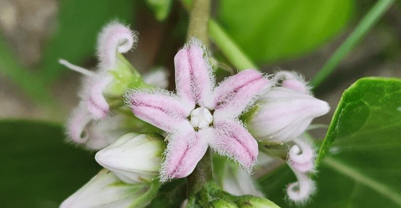 박주가리 꽃이 활짝 피어 있다