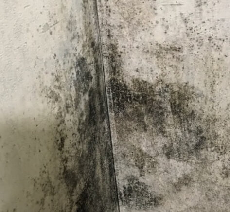 벽지에-곰팡이가-생긴-사진입니다.