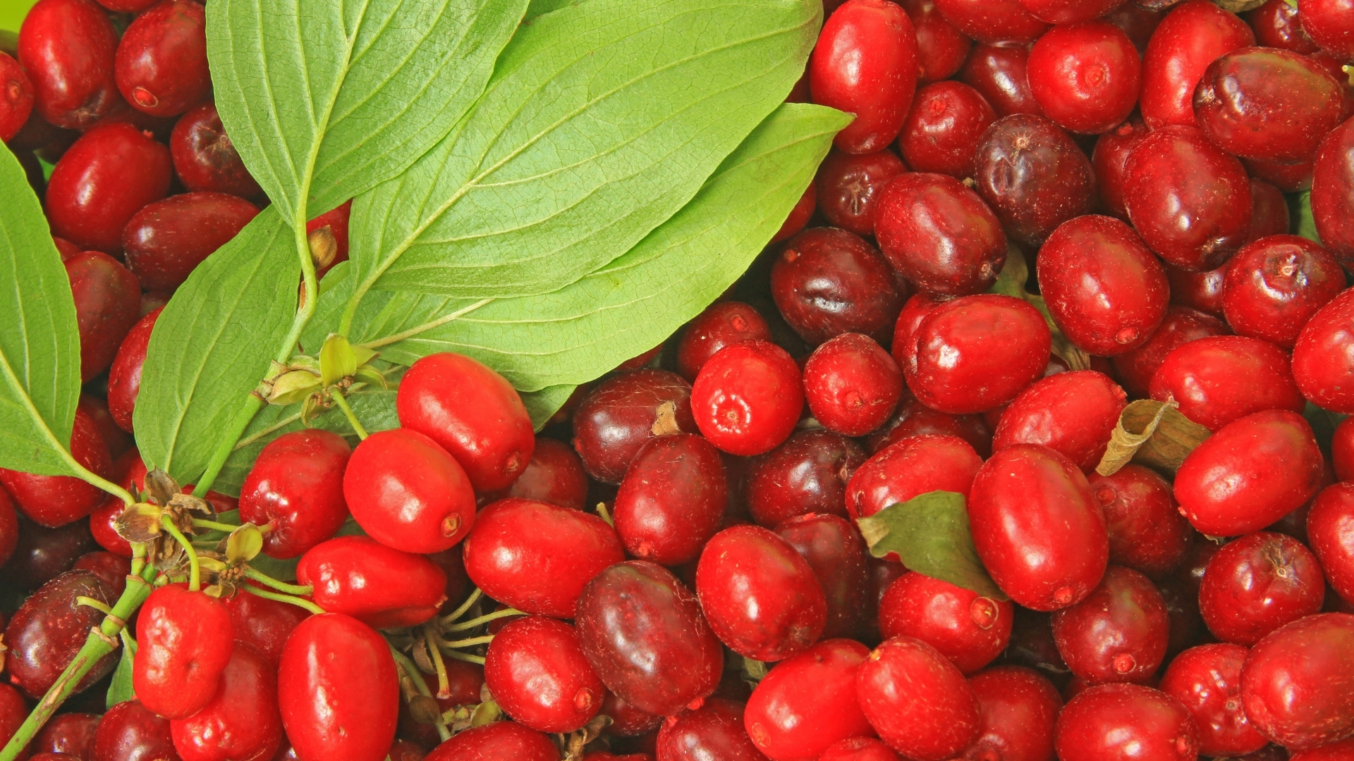 붉은 보석 같은 산수유