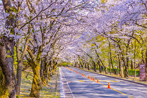 가실벚꽃길