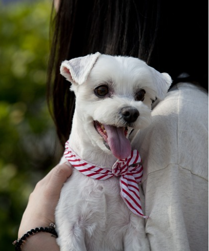 반려동물과 인간의 언어: 서로 이해하기