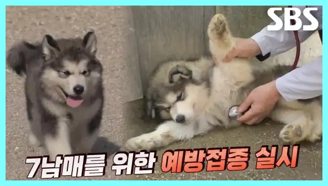 동물농장 재방송 시간 다시보기