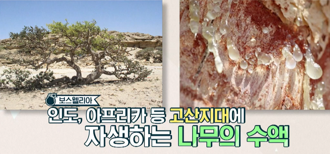보스웰리아