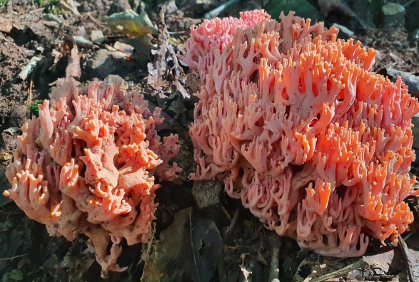 싸리버섯 요리법 먹는법