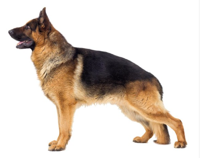 옆에서 본 저먼 셰퍼드 도그