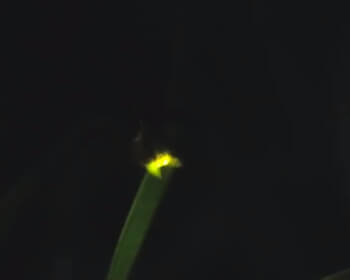 무주반딧불축제_23