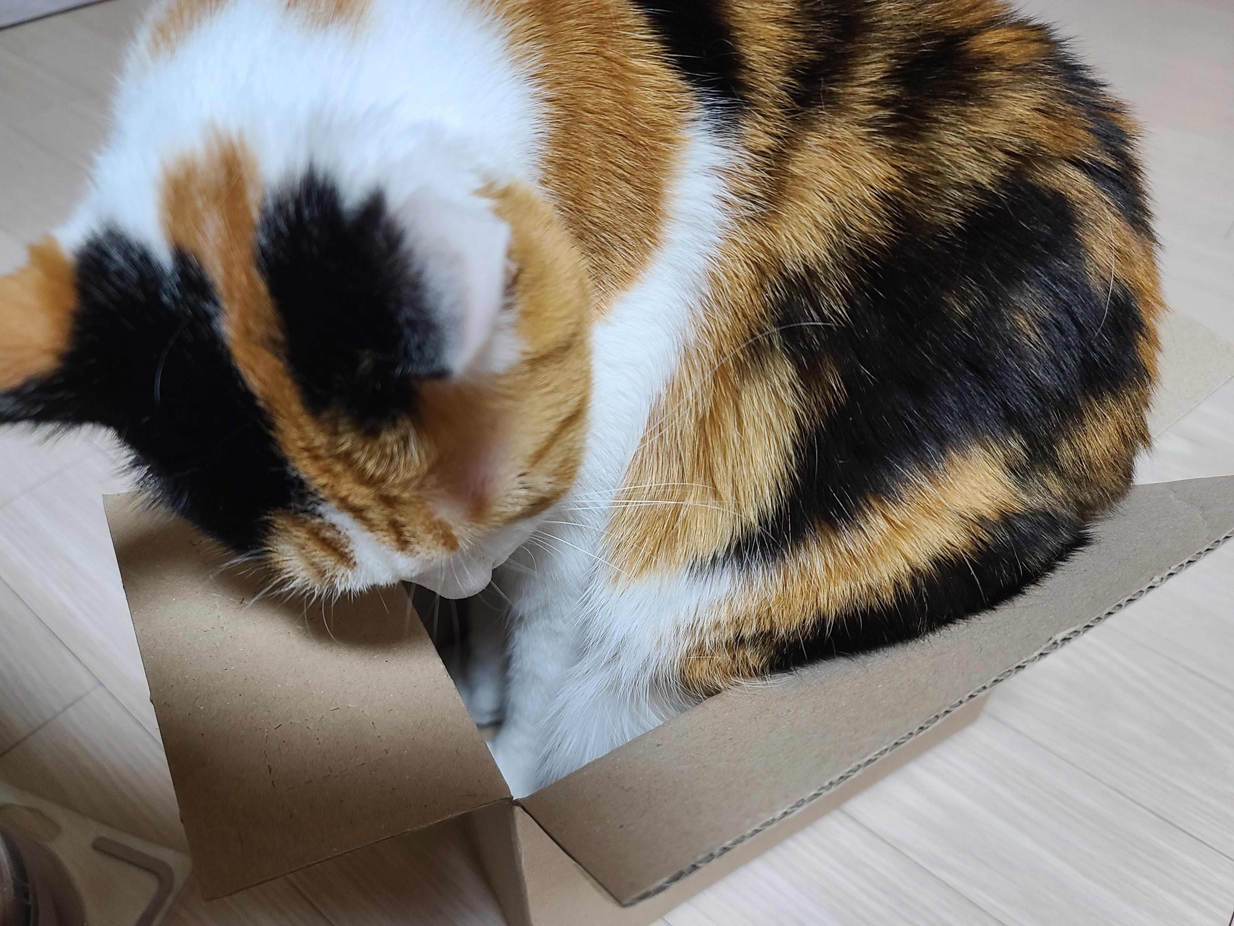 보지 않고는 믿을수 없는 고양이의 유연함. 유독 작은상자를 좋아하는 요미.