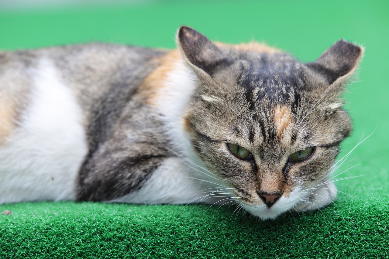 길냥이(길고양이) 건강 상태 보는 법 - 눈·코·귀로 알아보는 생생한 건강 신호