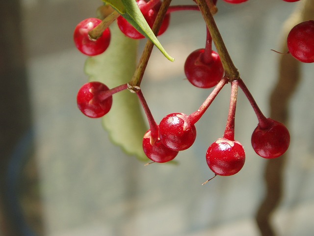 집에서 쉽게 키울 수 있는 아름다운 천냥금(Ardisia japonica)