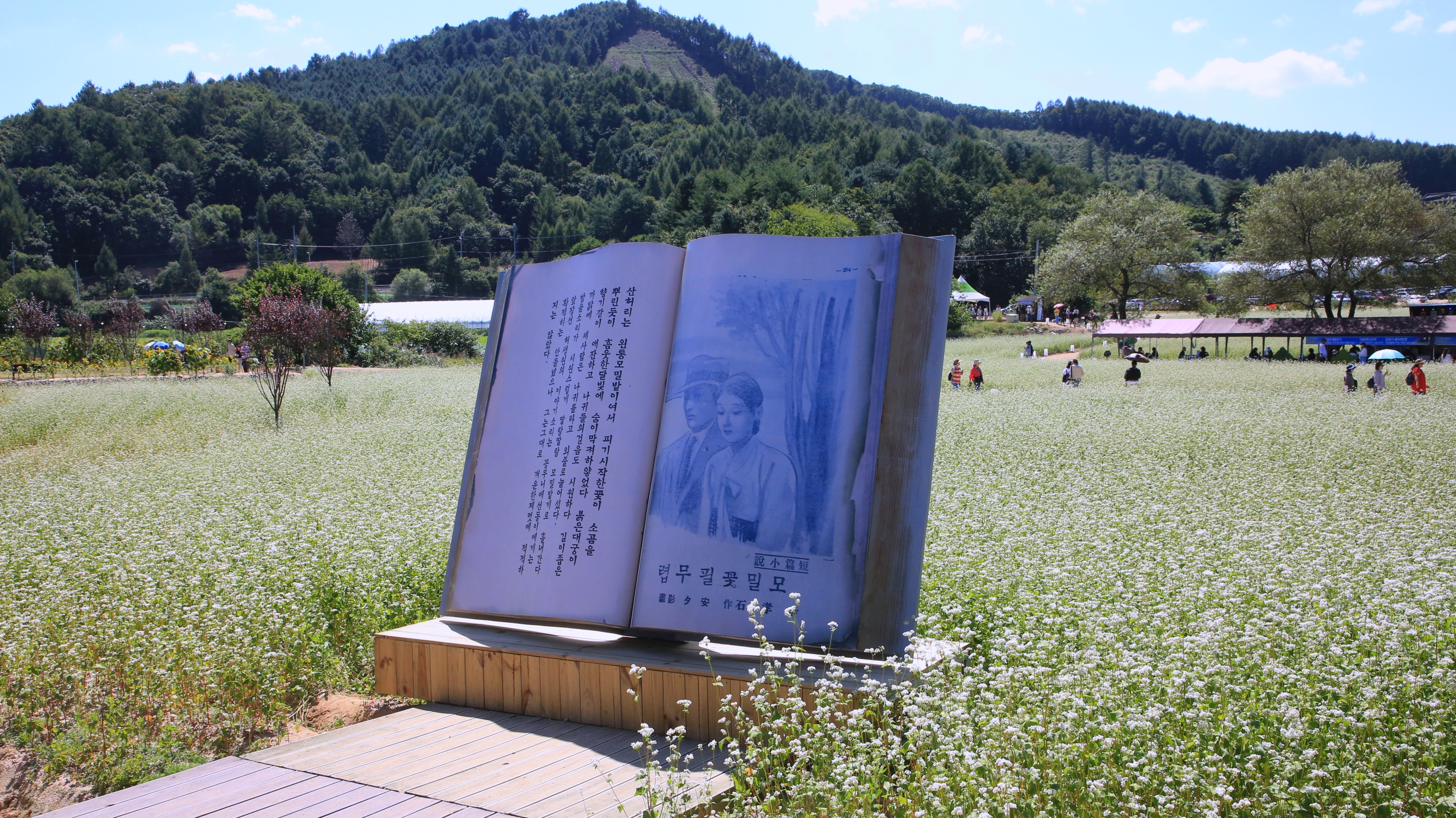 평창 메밀꽃 축제