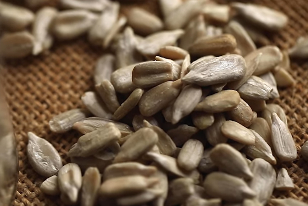 해바라기 씨 효능