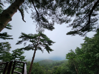 강릉 가볼만한 곳 대관령자연휴양림