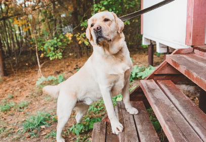 산책중인 강아지