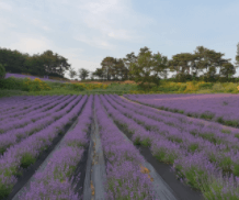 청농원라벤더