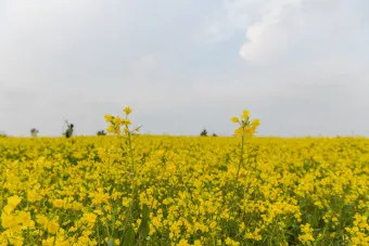 제주 유채꽃 개화 시기 봄 여행 필수 코스_4