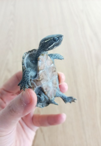 반수생 거북이 키우기_커먼머스크 터틀 (가격, 수명, 먹이, 집 청소)