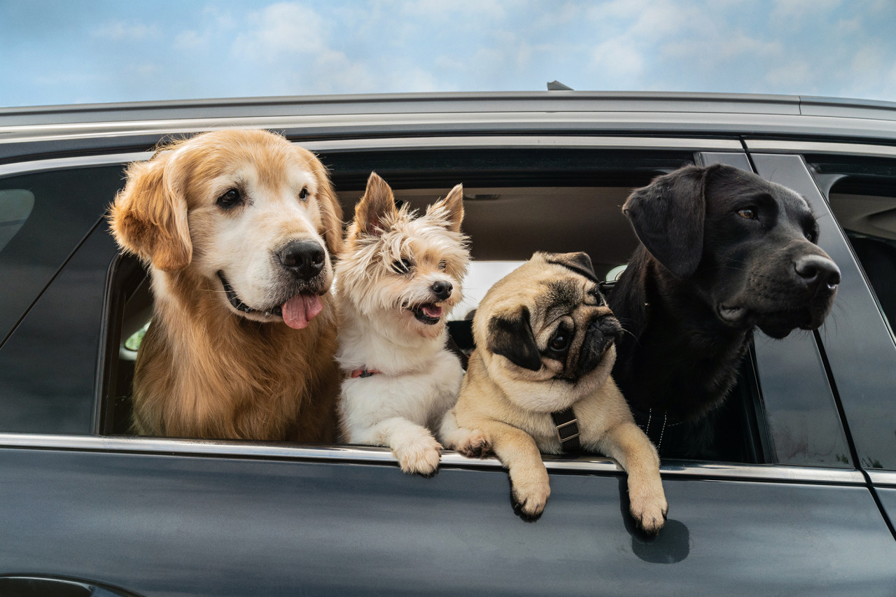 영화 멍뭉이 정보 ott 등장인물 줄거리 후기