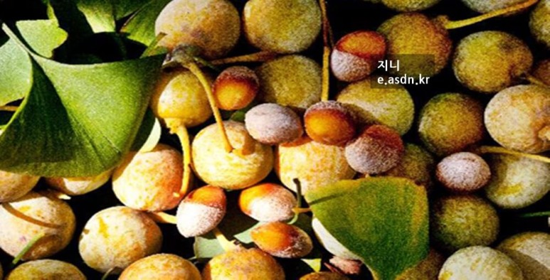 은행 열매 효능 9가지와 부작용 섭취법 총정리...음식건강이야기 열네번째