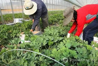 방풍나물 재배 모종 심기 바람막이 설치 생육 관리_29