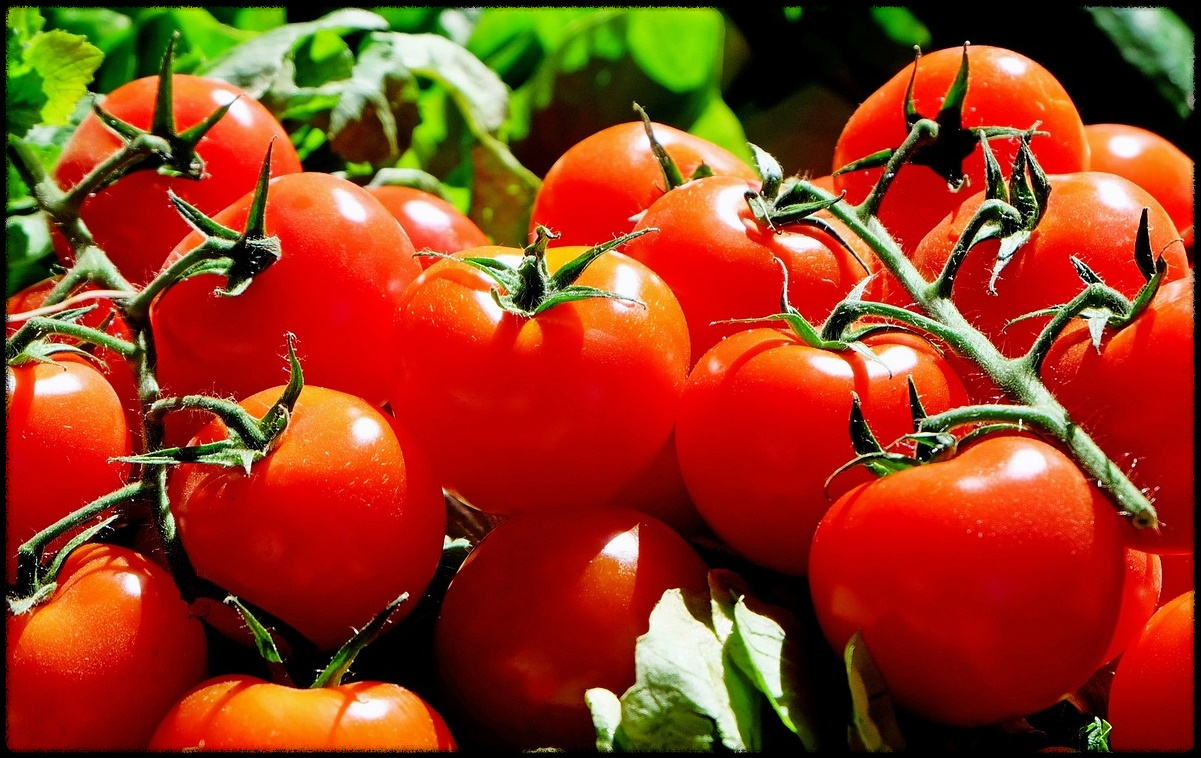 토마토 관련 이미지26