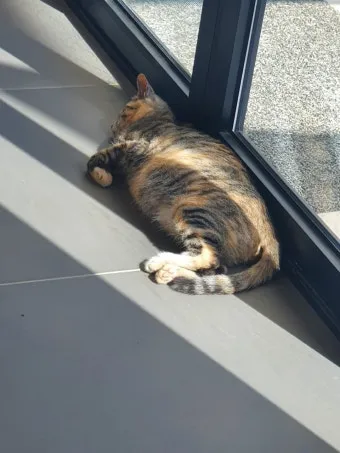 고양이 임신 기간 주기 가능나이 배모양_15