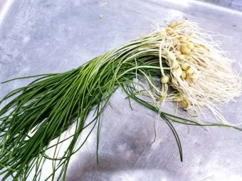 달래 손질 방법 달래장 맛있게 꿀팁_4