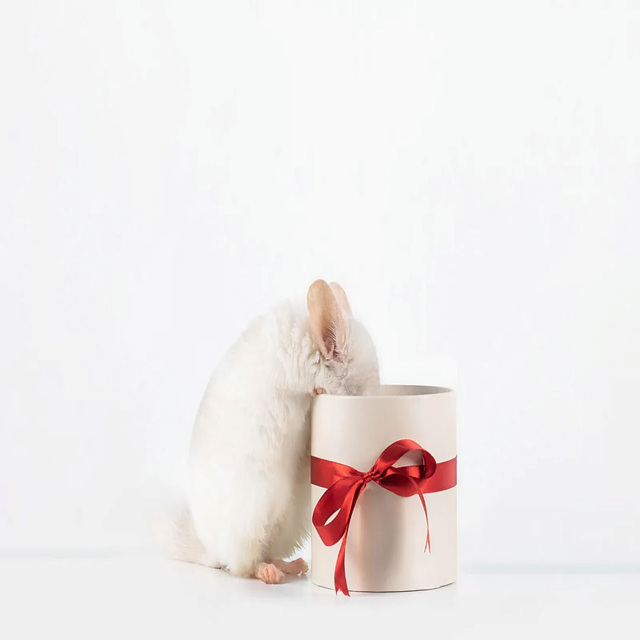 2026년 쥐띠 신년운세 무료 보기