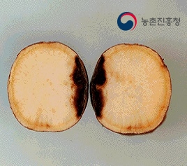 고구마 검은무늬병