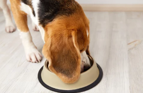 강아지/출처:어도비스톡