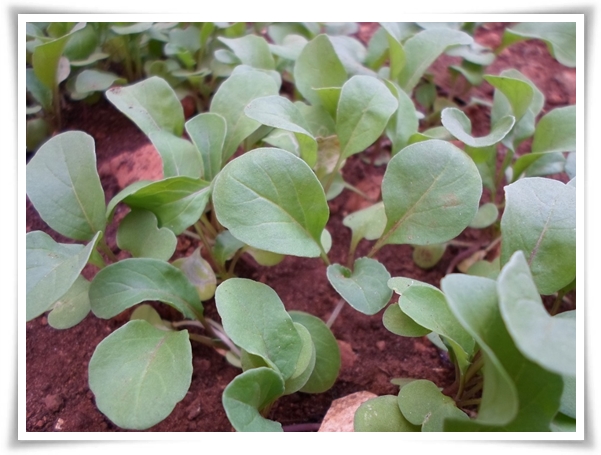 &quot;9월에 심기 좋은 텃밭 작물&quot; 풍성한 수확을 위한 최고의 작물 선택과 관리 비법!