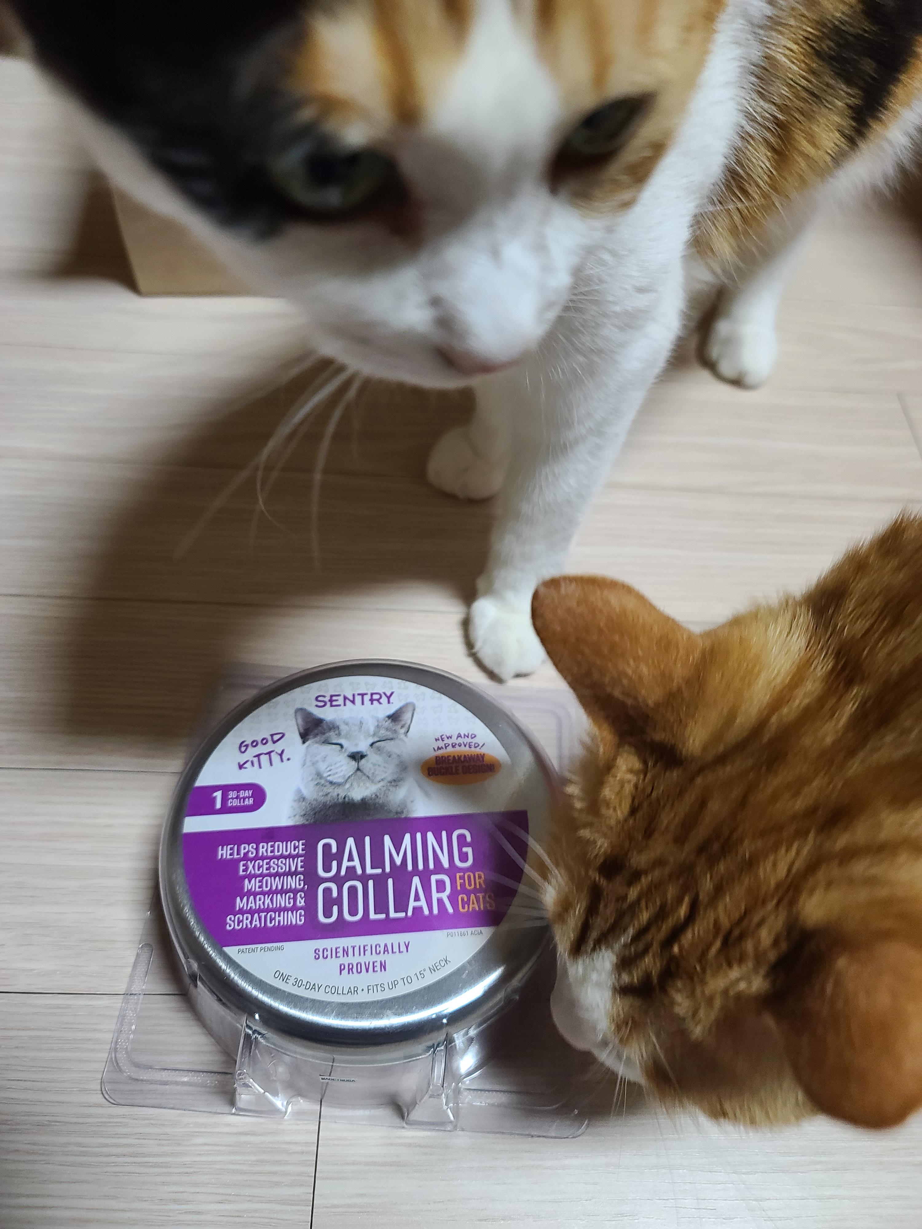 루나의 스트레스 완화를 위해 고양이 스트레스 해소에 도움이 되는 목걸이를 해봤다.