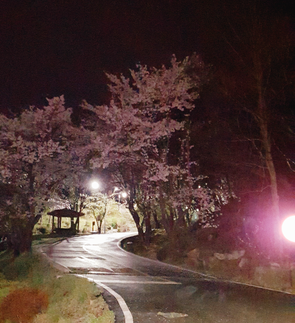 벚꽃 야간 드라이브